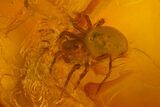 Fossil Ant (Formicidae) and Two Spiders (Araneae) In Baltic Amber #170102-3